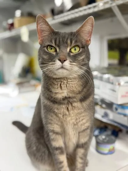 Lunabelle thumbnail 3