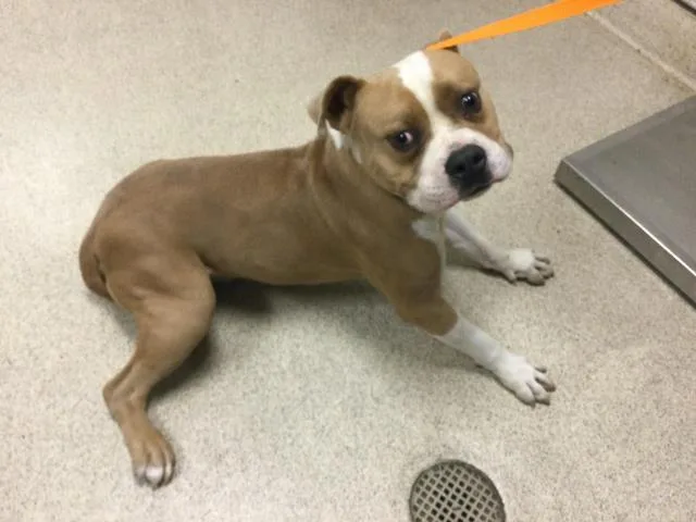 An adult large-sized male Pit Bull Terrier dog named King for adoption in Riverside, CA