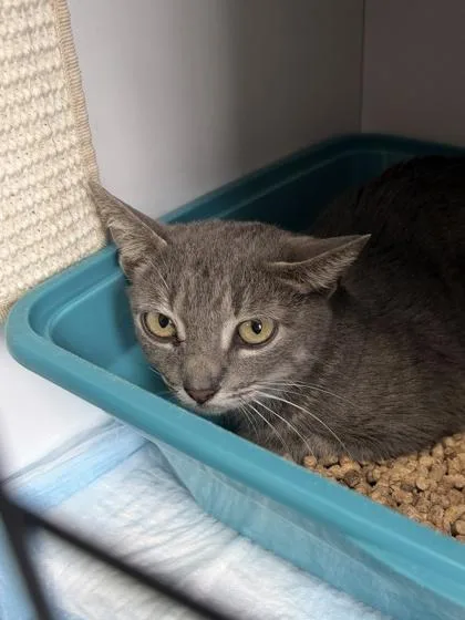 An adult medium-sized female American Bobtail cat named Prissy for adoption in Barnesville, GA