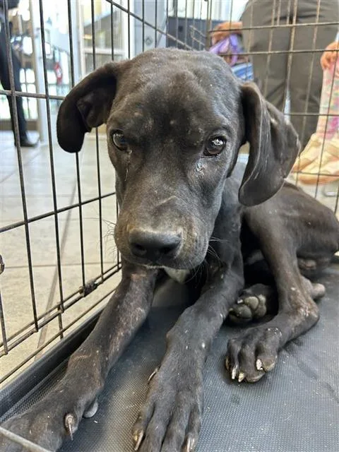 A young medium-sized male Labrador Retriever dog named Danny Trejo for adoption in San Antonio, TX