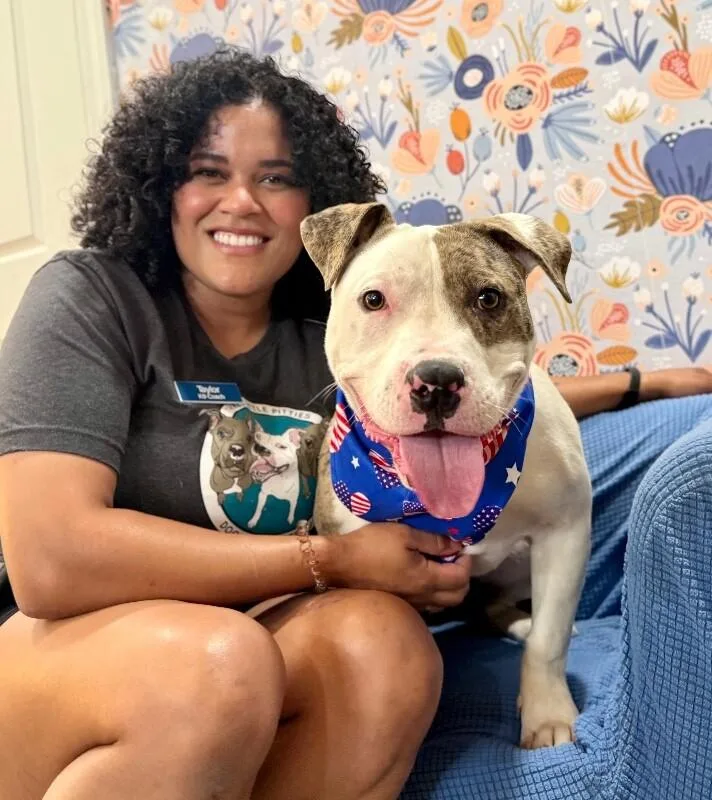 An adult medium-sized male White / Cream Pit Bull Terrier dog named Scotty Smalls The Squishy for adoption in Friendswood, TX