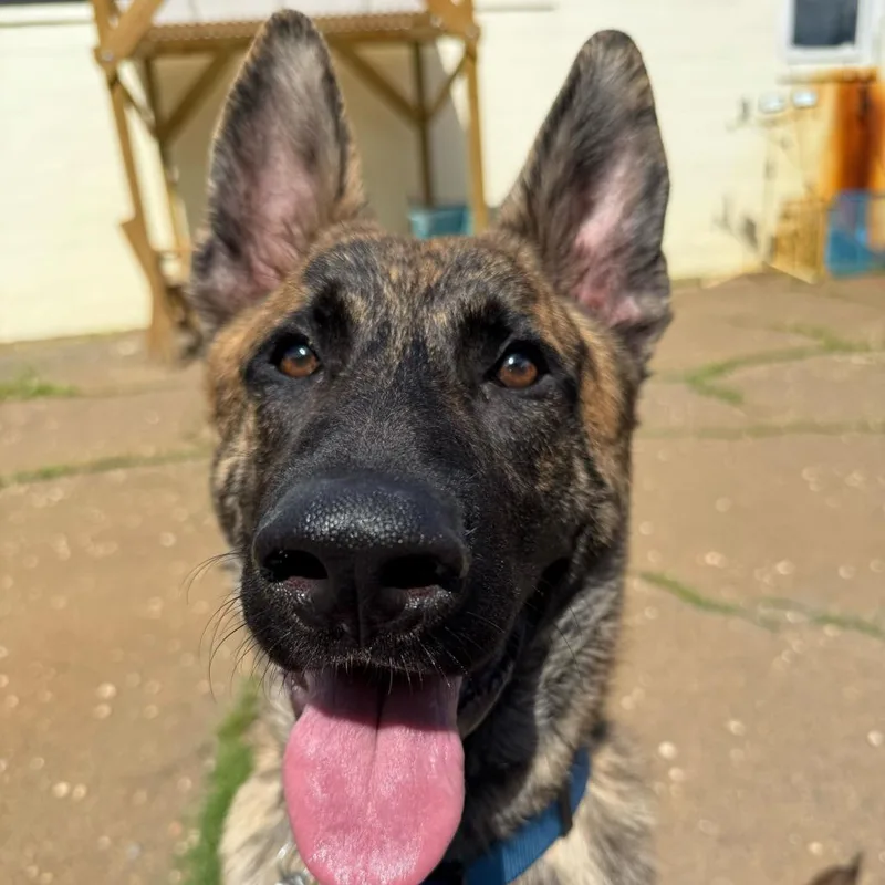 A young medium-sized male Brindle Shepherd dog named Gator for adoption in Fairfax Station, VA