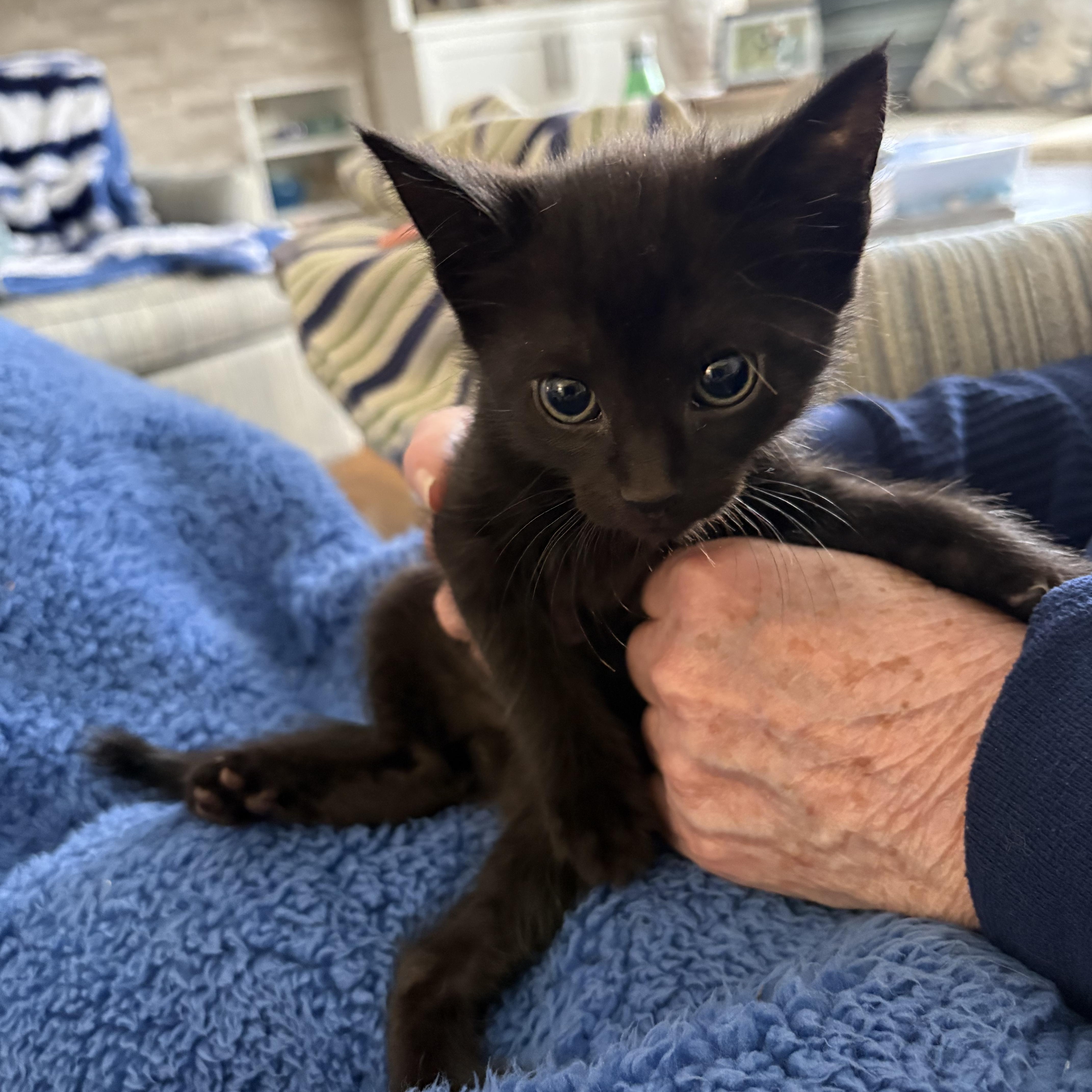 A baby medium-sized female Black Domestic Short Hair cat named Kenya for adoption in Moriches, NY