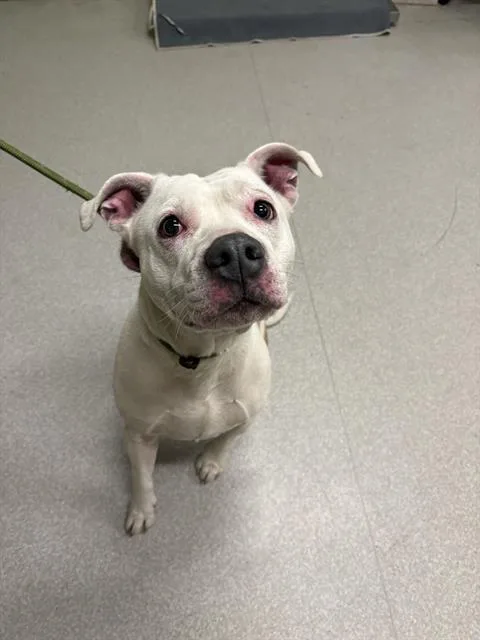 An adult large-sized female Pit Bull Terrier dog named Ella for adoption in Indianapolis, IN