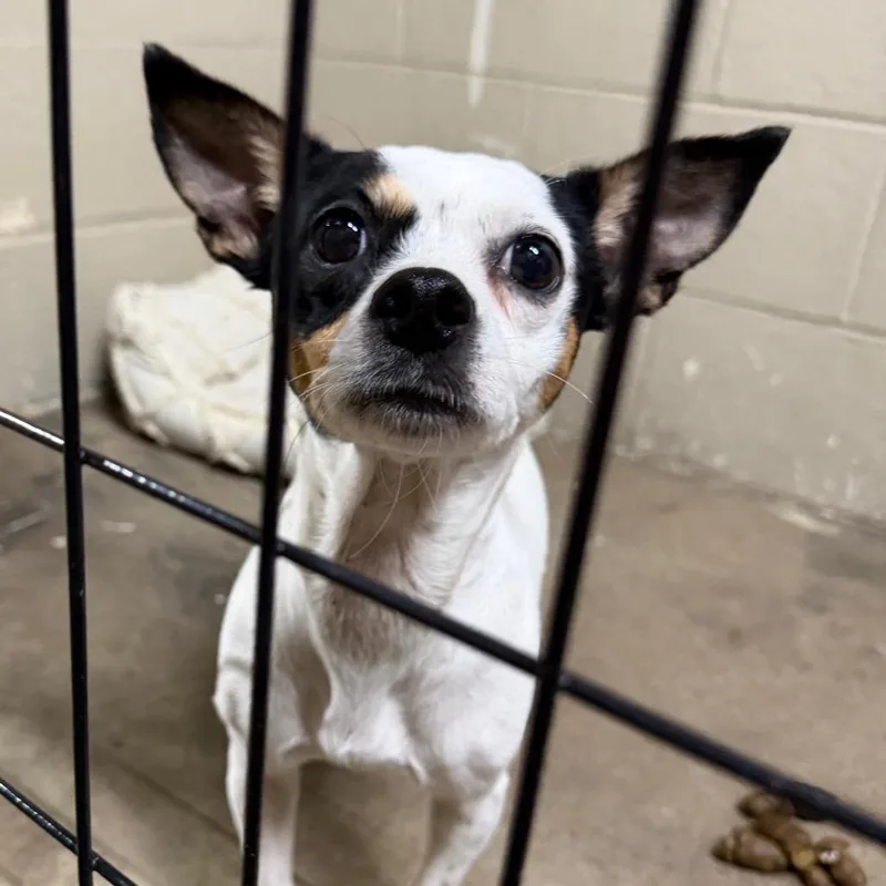 An adult small-sized female White / Cream Jack Russell Terrier dog named Minnie for adoption in Madisonville, KY