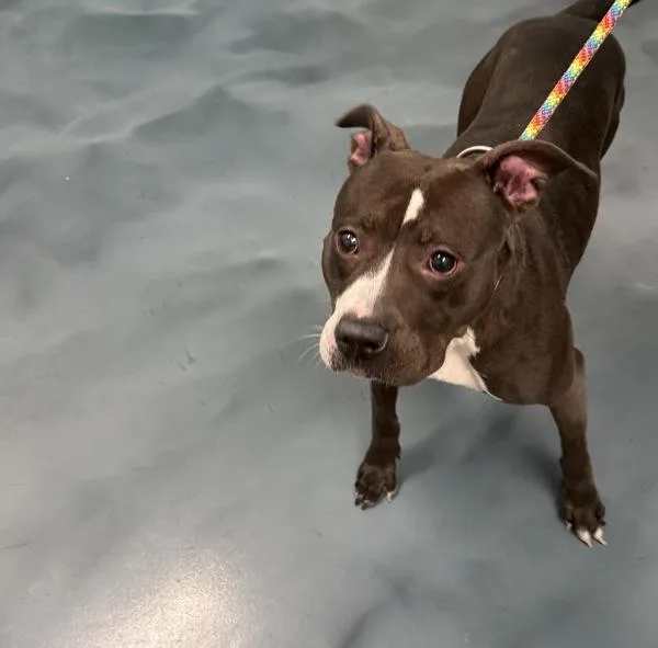 An adult medium-sized female Mixed Breed dog named Galaxy for adoption in Ridgewood, NY