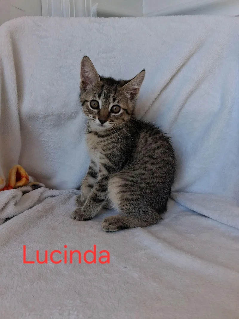 Lucinda