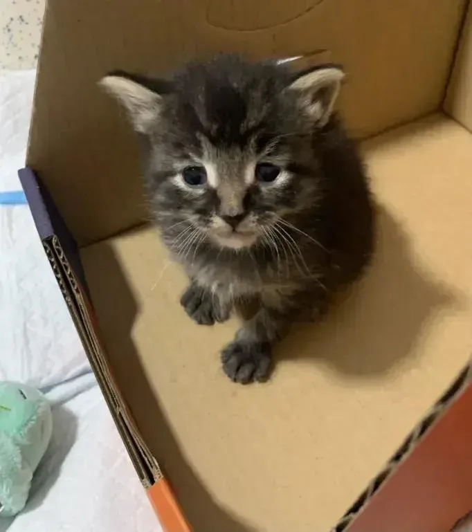 A baby small-sized male Domestic Short Hair cat named Adonis for adoption in Grand Rapids, MI