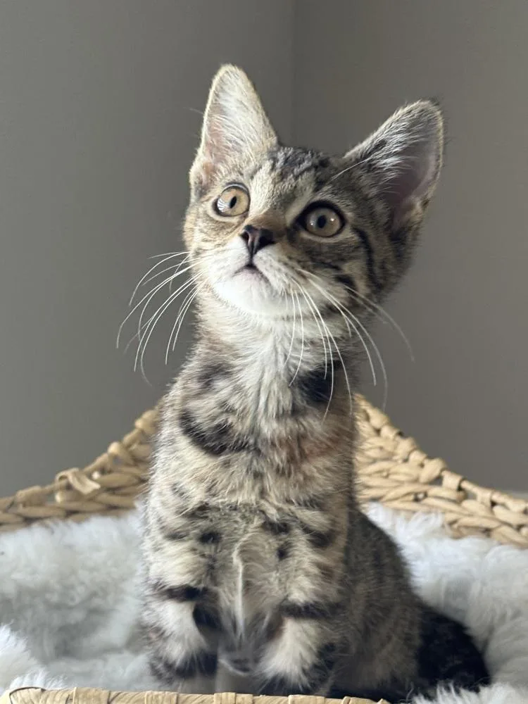 A baby small-sized female Tabby (Brown / Chocolate) Domestic Short Hair cat named Zendaya for adoption in Wellington, FL