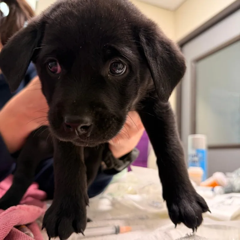 A baby small-sized male Black Mixed Breed dog named Gatorade for adoption in Red House, WV