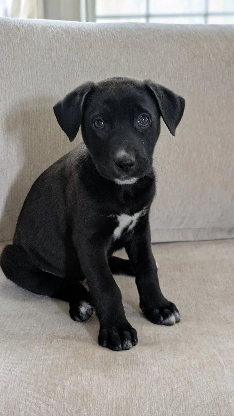 A baby medium-sized female Labrador Retriever dog named Penelope for adoption in Antioch, TN