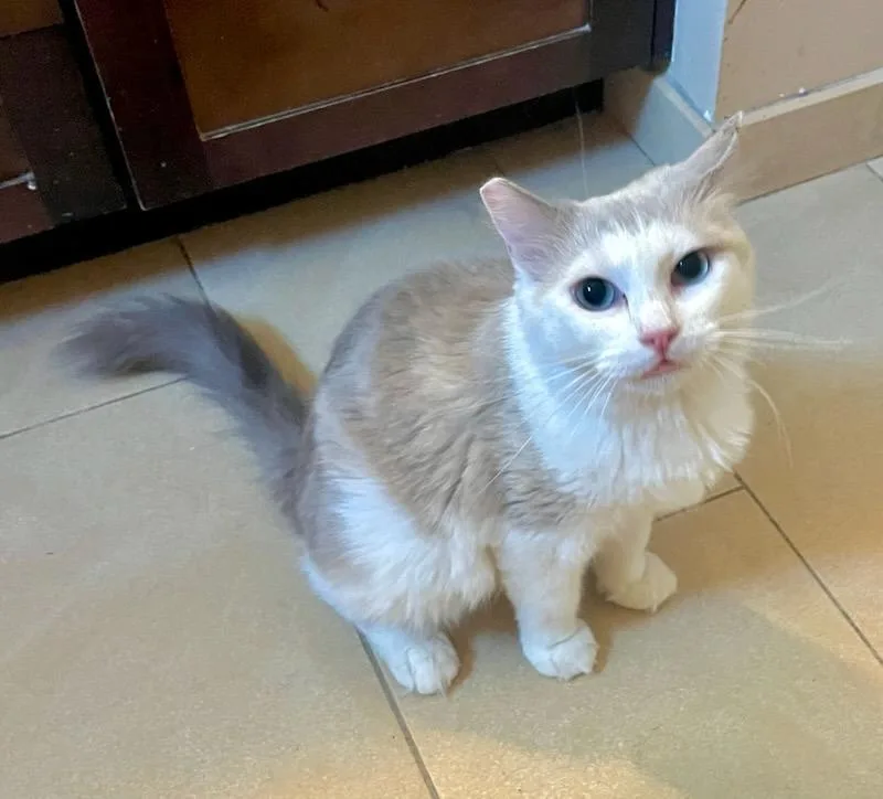 An adult medium-sized female Siamese cat named Inga Binga for adoption in Los Angeles, CA