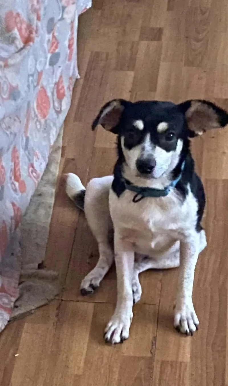 An adult small-sized male Black Fox Terrier dog named Milo for adoption in Wantagh, NY