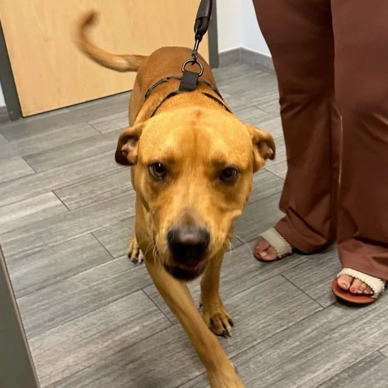 An adult large-sized male Brown / Chocolate Mixed Breed dog named Corie for adoption in Jacksonville, FL