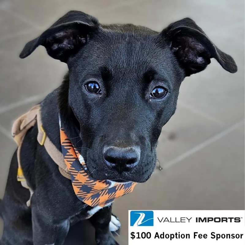 A young medium-sized female Labrador Retriever dog named Miggy for adoption in Fargo, ND