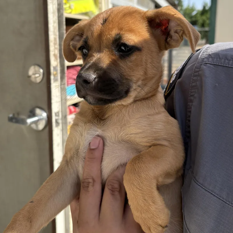 A baby large-sized male Boxer dog named Mikey for adoption in Oakdale, CA