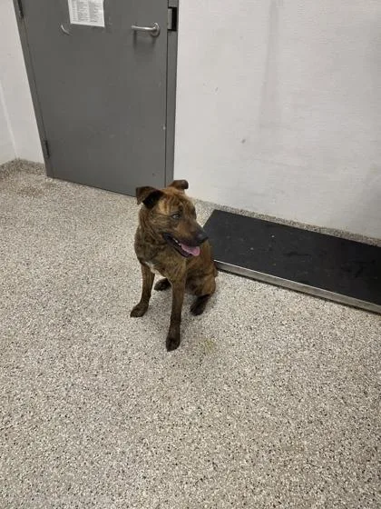 An adult medium-sized male Shepherd dog named Serengeti for adoption in Gastonia, NC