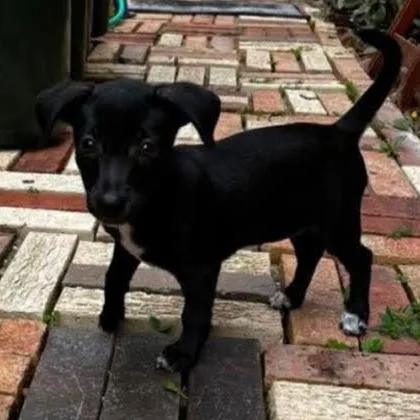 A baby small-sized female Black Chihuahua dog named BeanSprout D for adoption in Princeton, MN