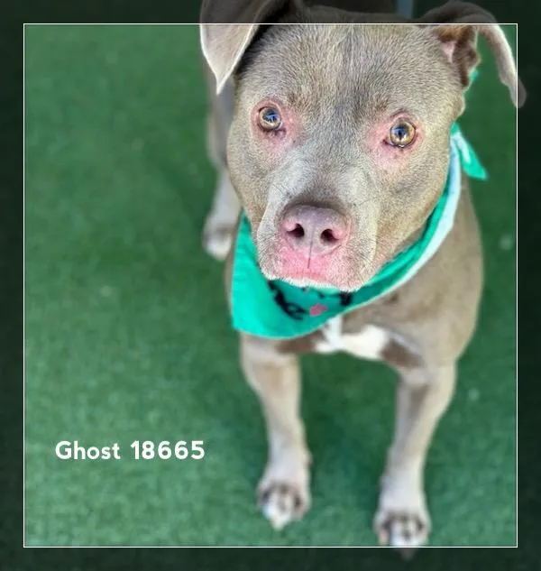 Ghost thumbnail 5