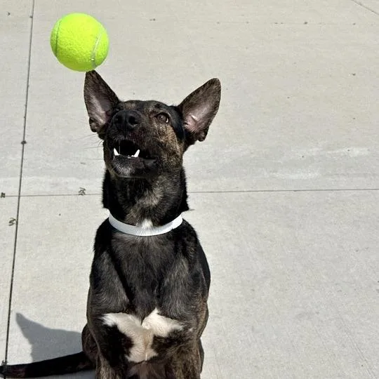 An adult medium-sized female Brindle Shepherd dog named Melody for adoption in Matteson, IL