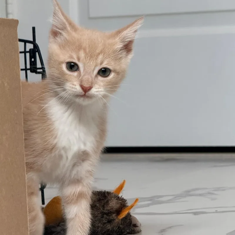 A baby small-sized male Buff / Tan / Fawn Domestic Short Hair cat named Tanager for adoption in Chesapeake, VA