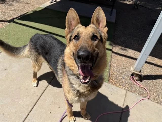 An adult large-sized male German Shepherd Dog dog named Camelot for adoption in Phoenix, AZ