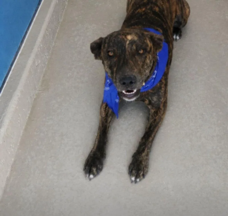 An adult medium-sized male Brindle Shepherd dog named Rando for adoption in Kingman, AZ
