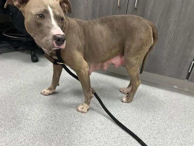 An adult large-sized female Pit Bull Terrier dog named A for adoption in Ocala, FL