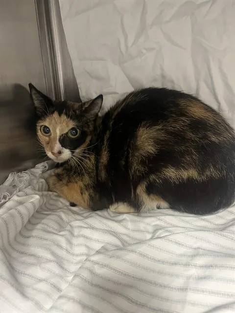 A young small-sized female Domestic Short Hair cat named Rhea for adoption in Fort Lauderdale, FL