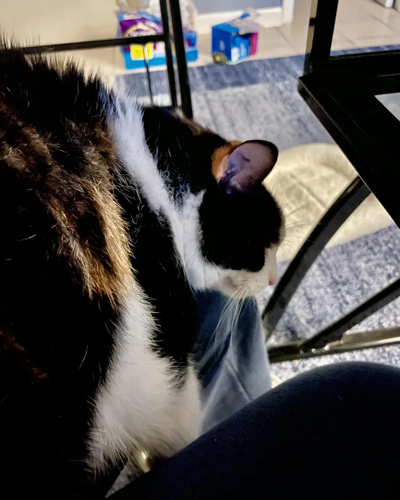 A senior large-sized female Calico cat named Maisie Sos for adoption in Churchville, PA