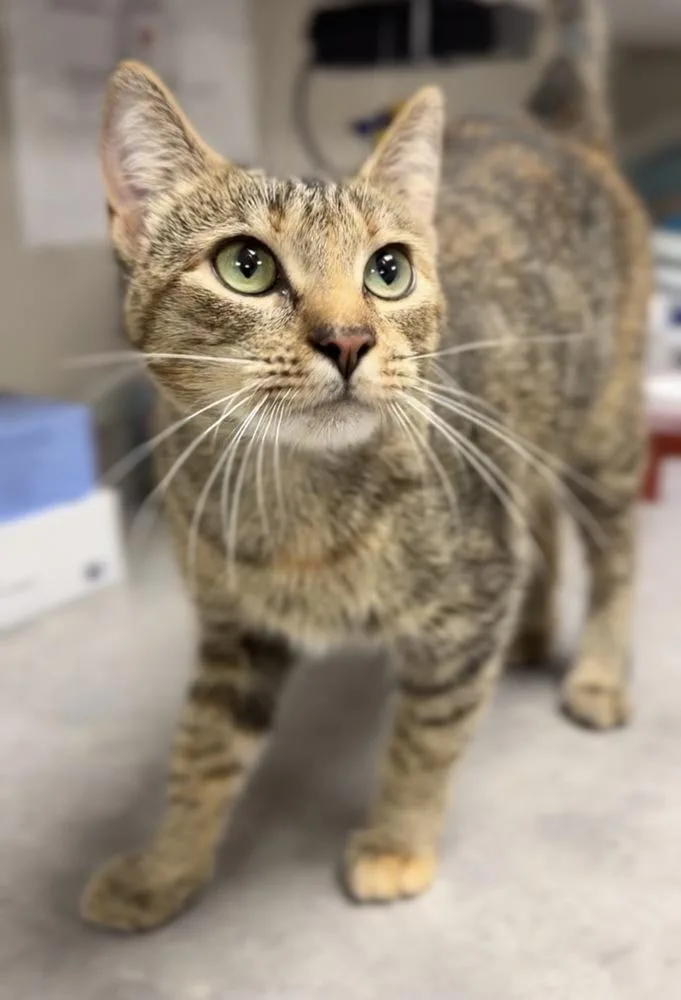 An adult medium-sized female Domestic Short Hair cat named Chewie for adoption in Bemidji, MN