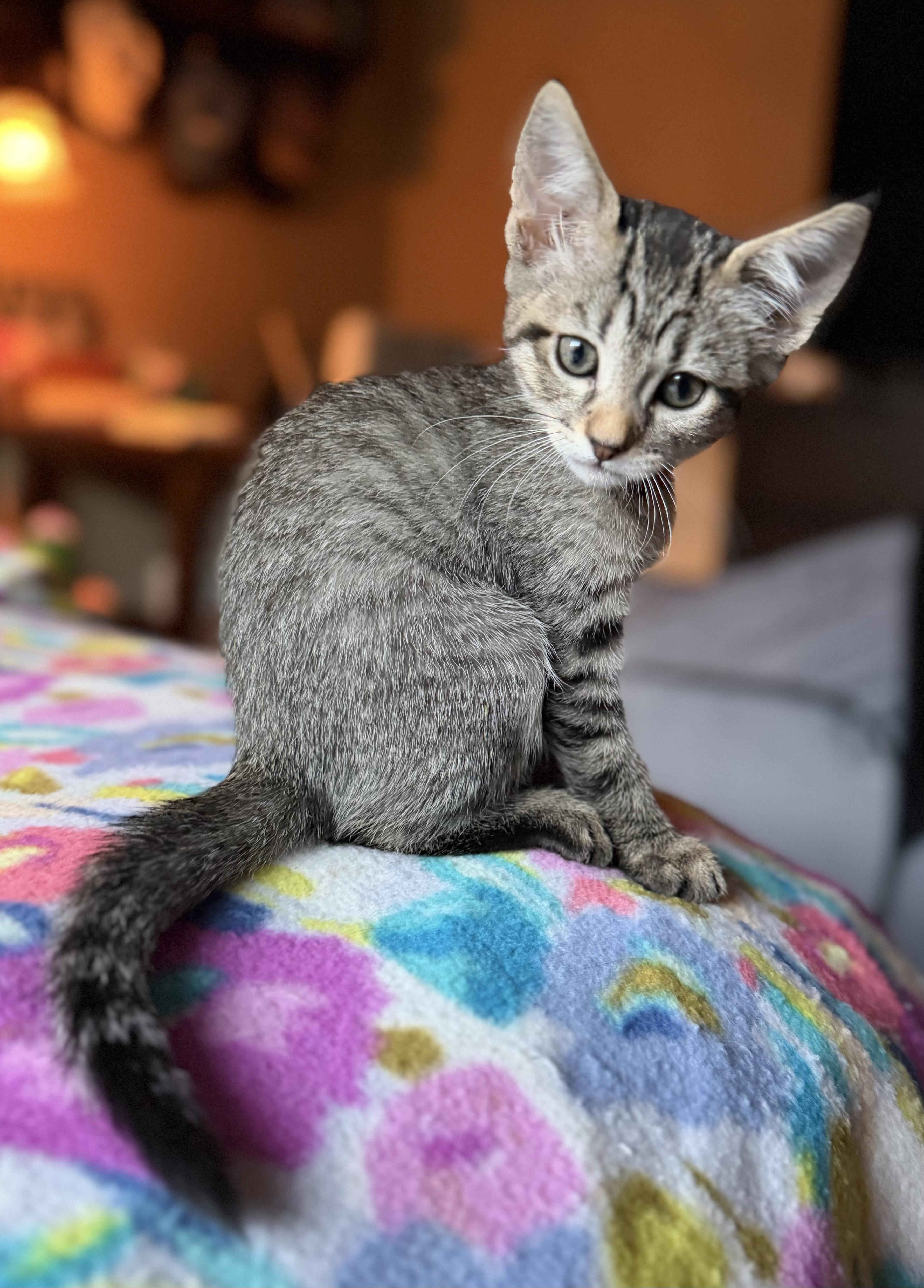 A young medium-sized female Brown / Chocolate Domestic Short Hair cat named Charlotte for adoption in Redwood City, CA