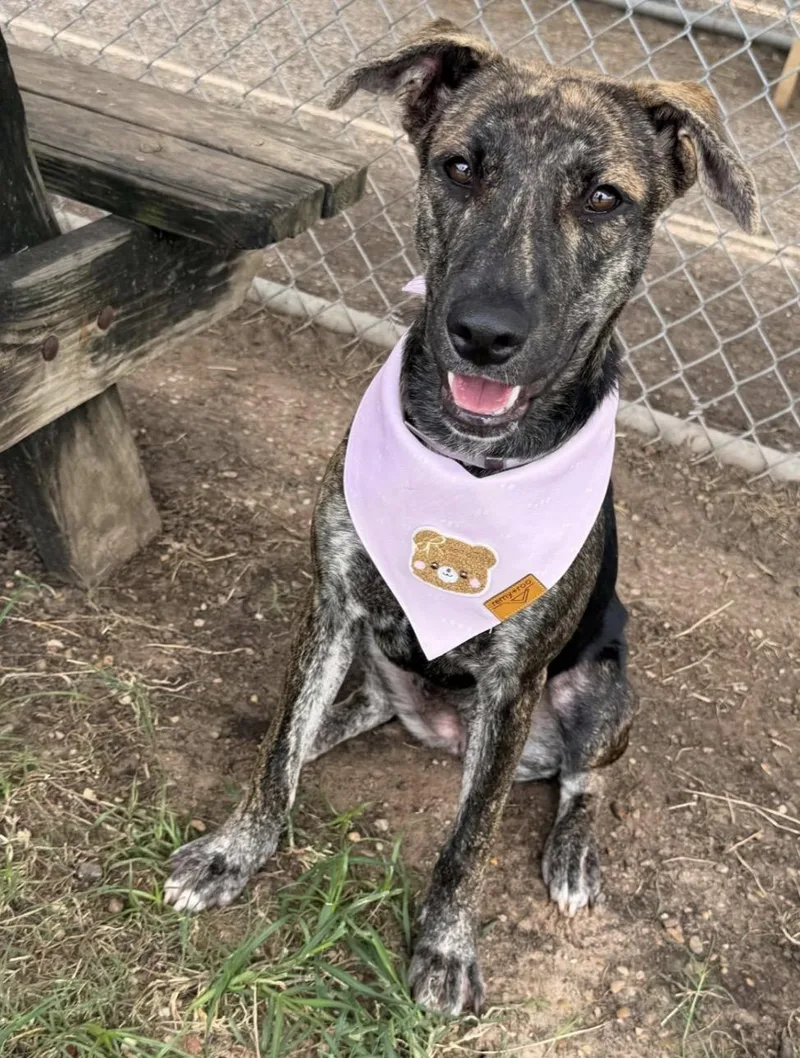 A young medium-sized female Plott Hound dog named Melody for adoption in Elizabeth, CO
