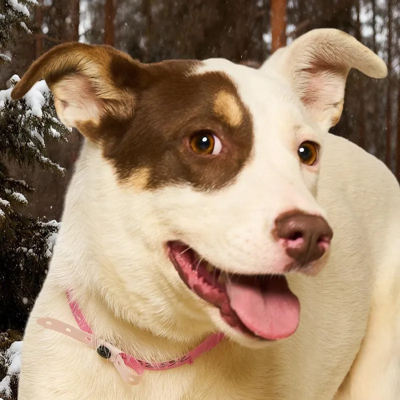 A young medium-sized female White / Cream Cattle Dog dog named Claire for adoption in Nashville, TN