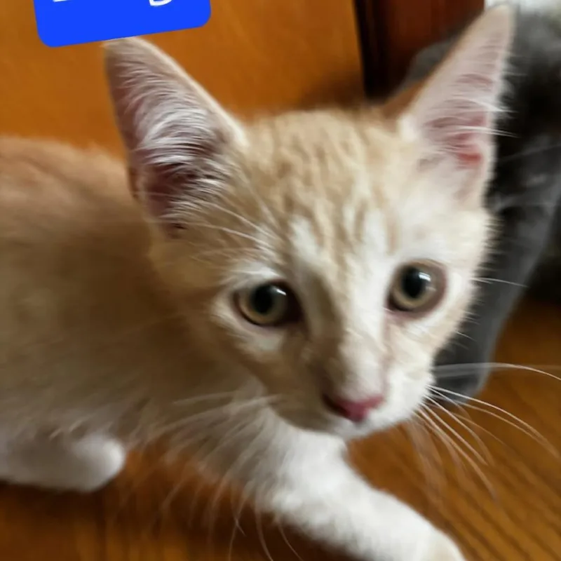 A baby small-sized male Buff / Tan / Fawn Domestic Short Hair cat named Bryce for adoption in Fairfax, VA