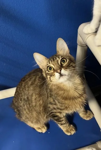 Julian