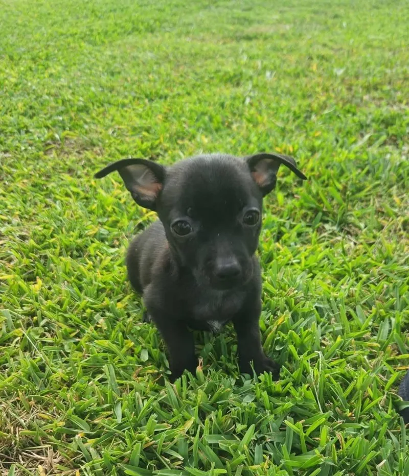 A baby small-sized male Chihuahua dog named Cafe for adoption in New Bern, NC