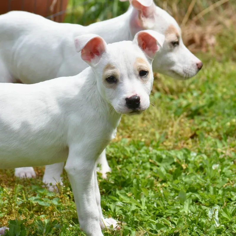 A baby medium-sized male White / Cream Mixed Breed dog named Thumper for adoption in Mebane, NC