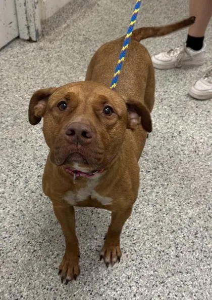 An adult large-sized female Red / Chestnut / Orange Pit Bull Terrier dog named Merida for adoption in Kansas City, MO
