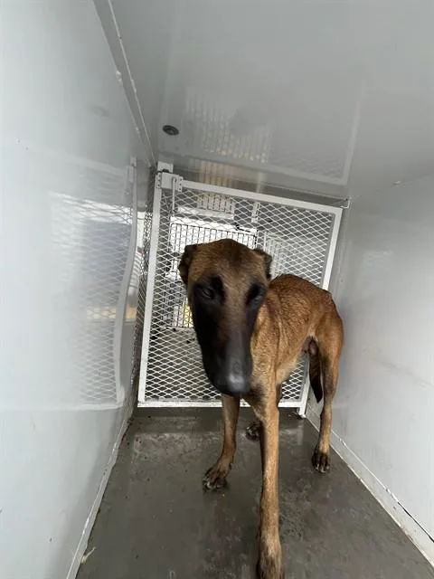 An adult medium-sized female Belgian Shepherd / Malinois dog named Astrid for adoption in Bakersfield, CA