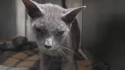 An adult medium-sized female Domestic Short Hair cat named Heather for adoption in Clinton, MO