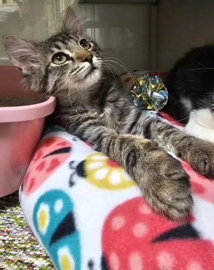 A young small-sized male Domestic Short Hair cat named Callisto for adoption in Phoenix, AZ