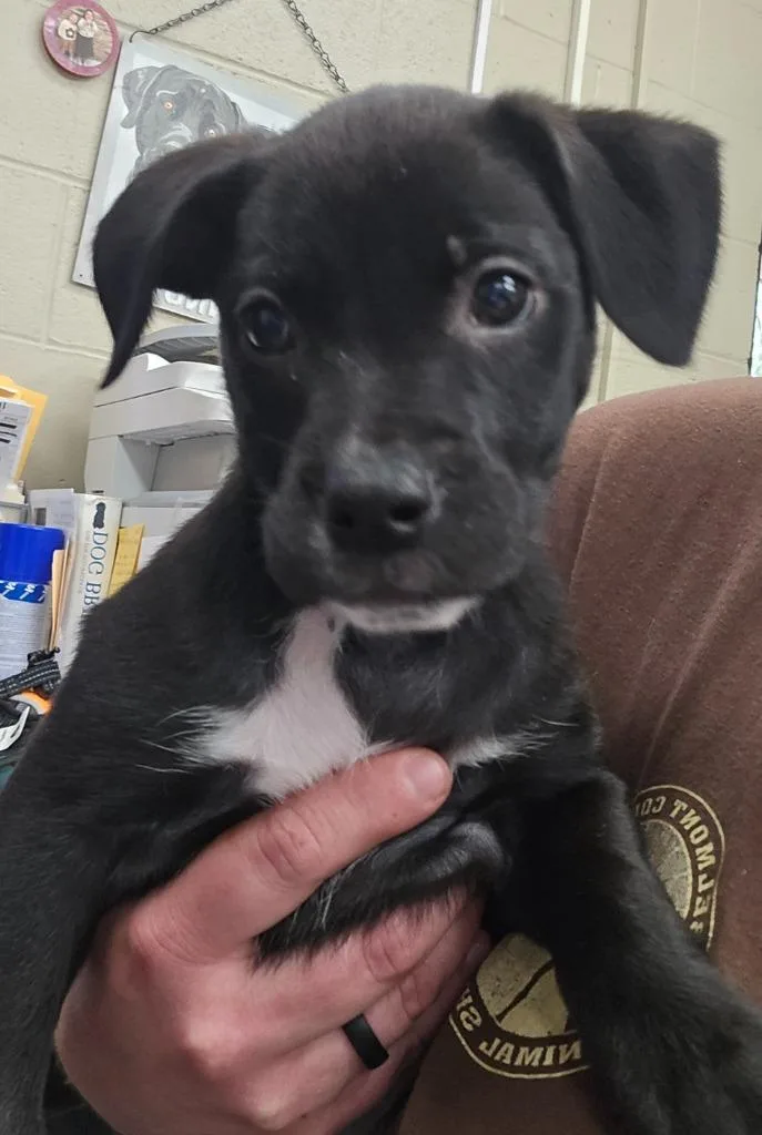 Minnie