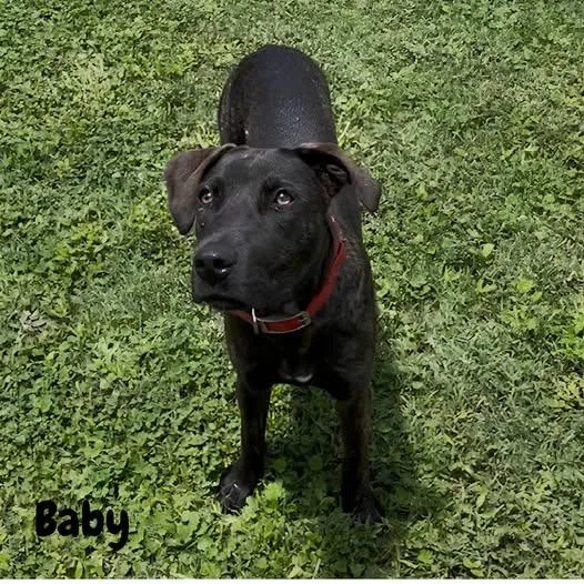 A young medium-sized female Brindle Labrador Retriever dog named Baby for adoption in Shreveport, LA
