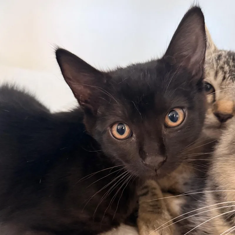 A baby medium-sized female Domestic Short Hair cat named Heart for adoption in Grass Valley, CA