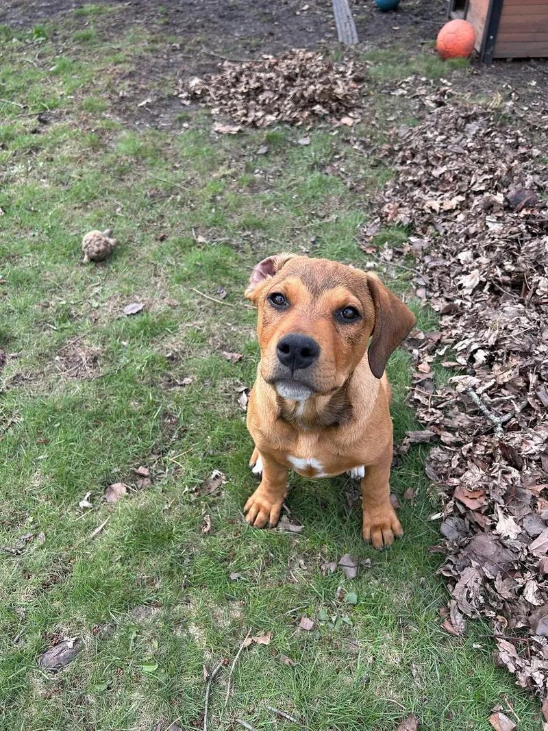 A baby extra large-sized male Red / Chestnut / Orange Mastiff dog named Leroy for adoption in Palos Heights, IL