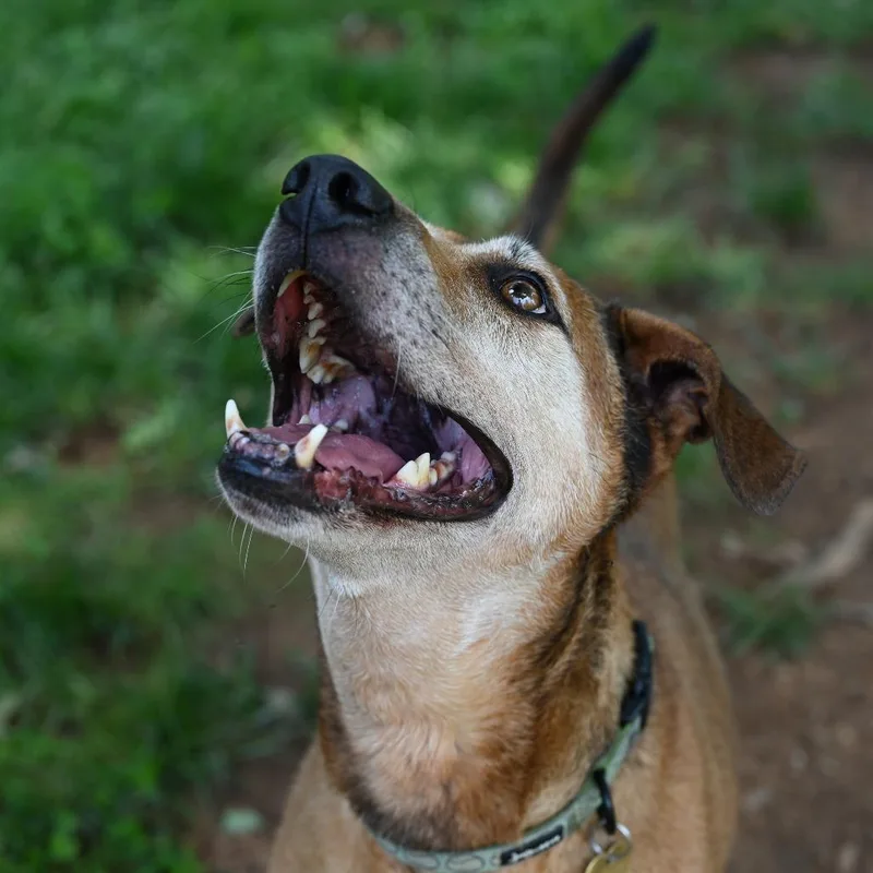 Jellyroll thumbnail 2