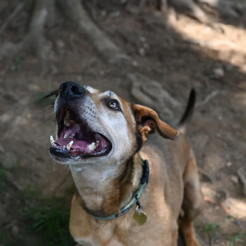 Jellyroll thumbnail 4