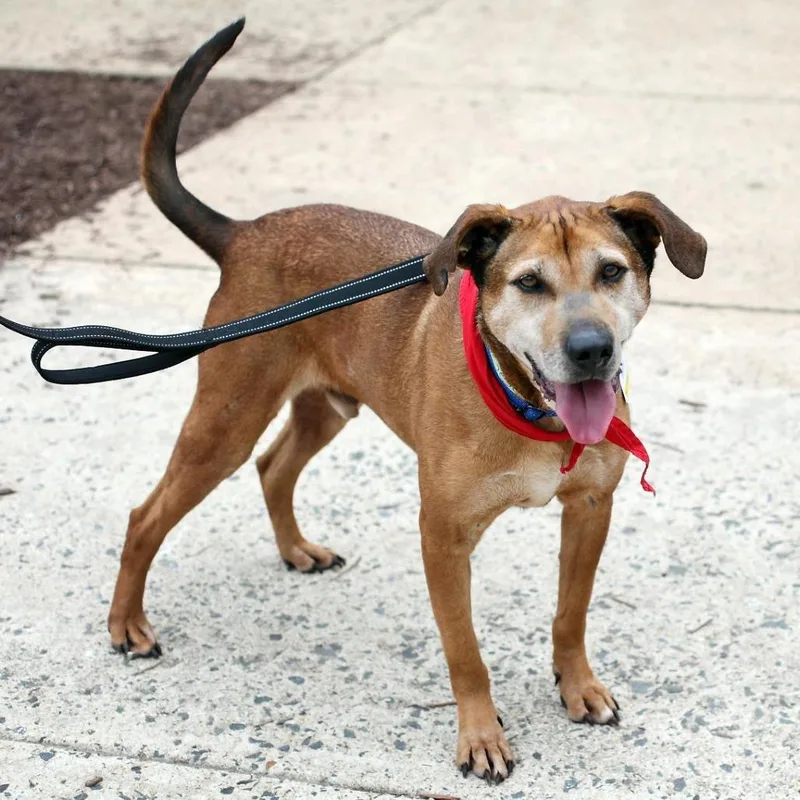 Jellyroll thumbnail 5