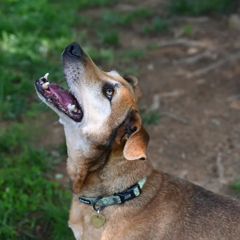 Jellyroll thumbnail 6